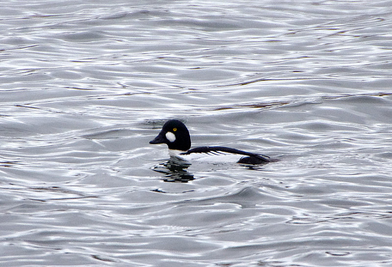 COMMON GOLDENEYE . THE RIVER EXE . TOPSHAM . DEVON . ENGLAND . 8 / 2 / 2018