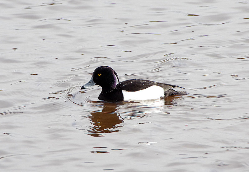 TUFTED DUCK ( Male ) . BOWLING GREEN MARSH . TOPSHAM . DEVON . ENGLAND . 11 . 2 . 2018