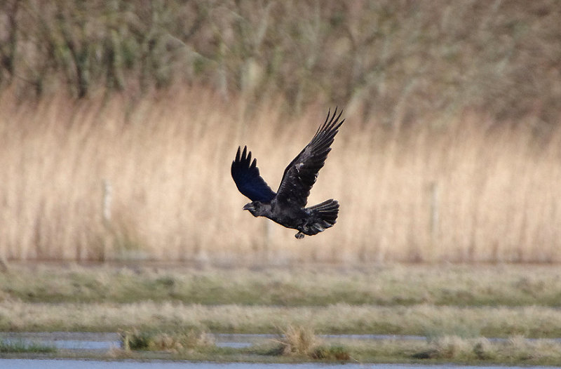 COMMON RAVEN . BOWLING GREEN MARSH . TOPSHAM . DEVON . ENGLAND . 15 . 2 . 2018.JPG