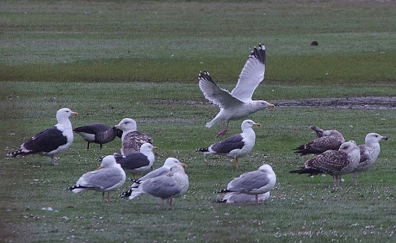 LESSER BLACK-BACKED GULL . THE OTTER ESTUARY . DEVON . ENGLAND . 18 . 2 . 2018