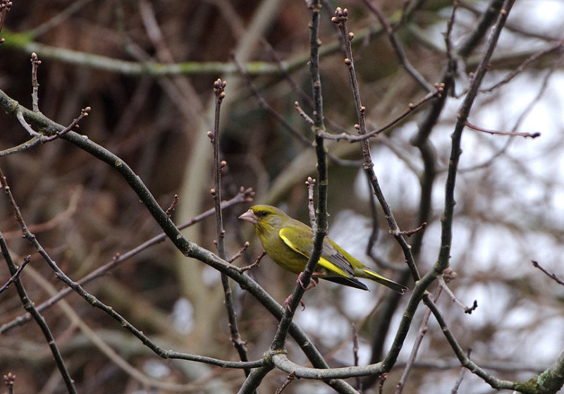 EUROPEAN GREENFINCH . BOWLING GREEN LANE . TOPSHAM . DEVON . ENGLAND . 27 . 3 . 2018