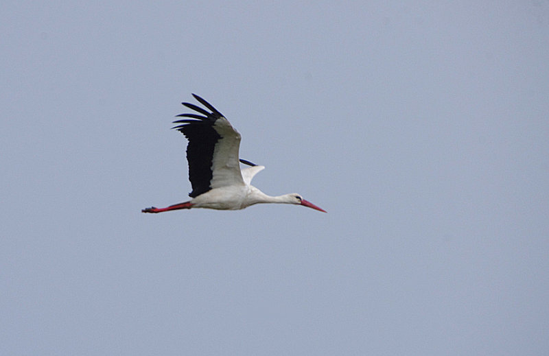 WHITE STORK . VEGAS ALTAS PLAINS . SPAIN . 1 . 5 . 2018