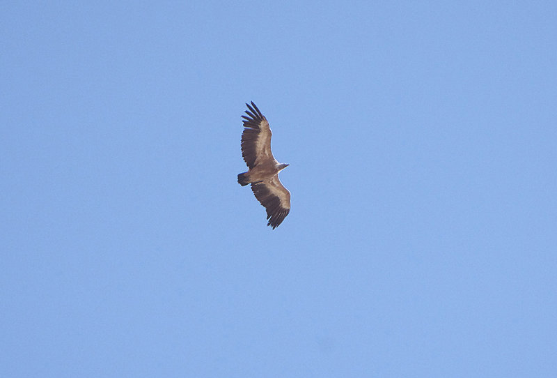 GRIFFON VULTURE . ALCANTAR . SPAIN . 29 . 4 . 2018