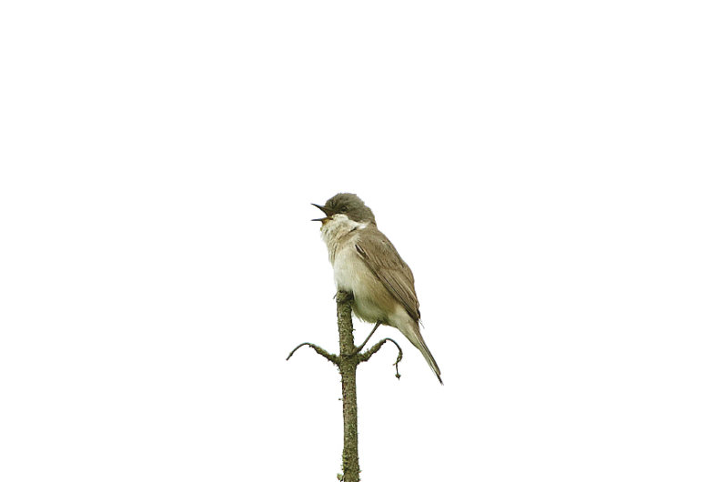 LESSER WHITETHROAT . WHITE BRIDGE . THE RIVER OTTER . DEVON . ENGLAND . 24 . 4 . 2018