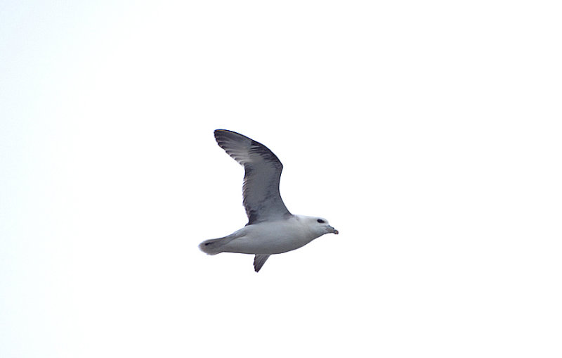 NORTHERN FULMAR . LUNDY ISLAND . DEVON . ENGLAND . 20 . 5 . 2018