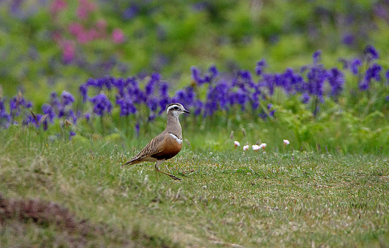 EURASIAN DOTTEREL . LUNDY ISLAND . DEVON . ENGLAND . 20 . 5 . 2018