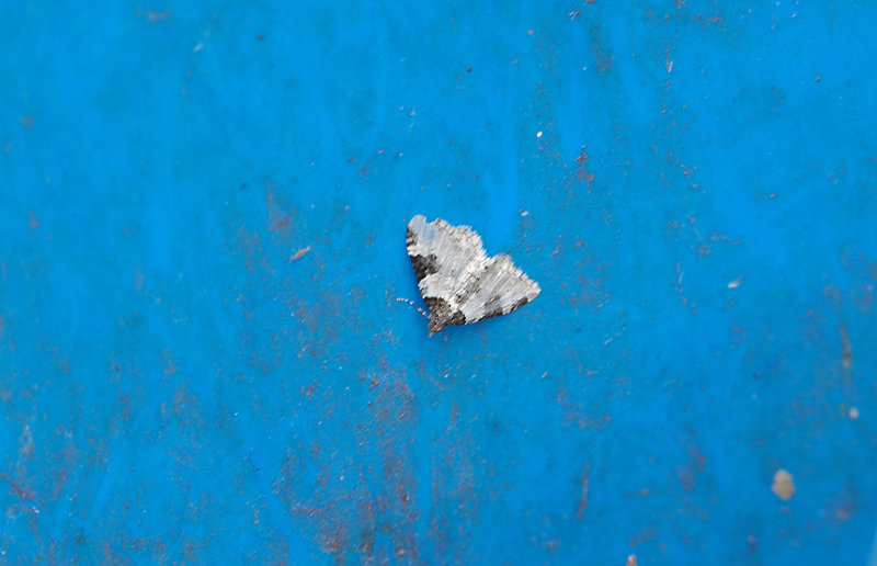 GARDEN CARPET ( Xanthorhoe fluctuata ) . EXMOUTH . DEVON . 9 . 6 . 2018
