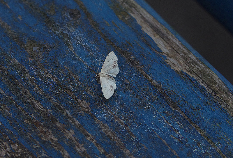SINGLE-DOTTED WAVE ( Idaea dimidiata ) . EXMOUTH . DEVON . 7 . 7 . 2018.JPG