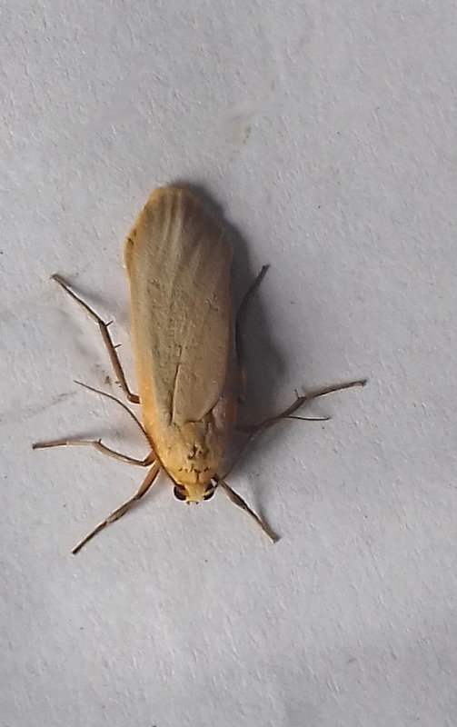 BUFF FOOTMAN ( Eilema depressa ) , SAINT HILL . DEVON , 11 , 7 , 2018