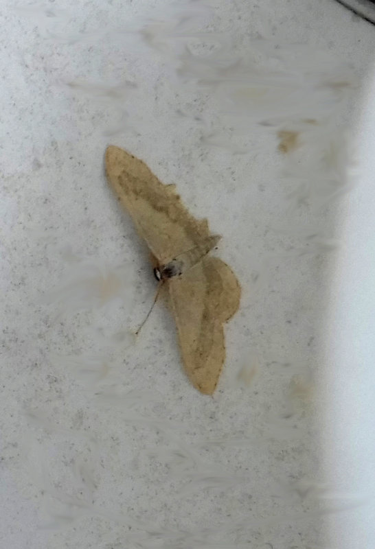 RIBAND WAVE ( Idaea aversata ) . SAINT HILL . DEVON . 11 . 7 . 2018