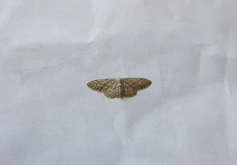 SMALL DUSTY WAVE ( Idaea seriata ) . TOPSHAM . DEVON . 26 . 7 . 2018 