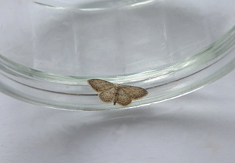SMALL DUSTY WAVE ( Idaea seriata ) . TOPSHAM . DEVON . 27 . 7 . 2018