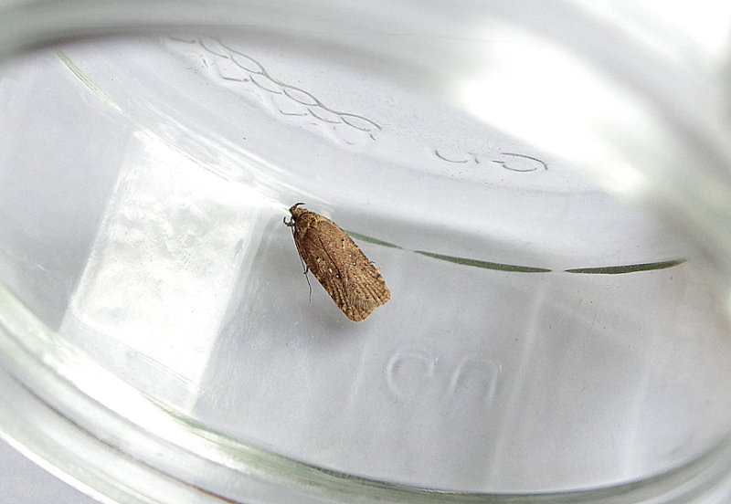 COMMON FLAT BODY ( Agonopterix heracliana ) . TOPSHAM . DEVON . 16 . 7 . 2018 JPG