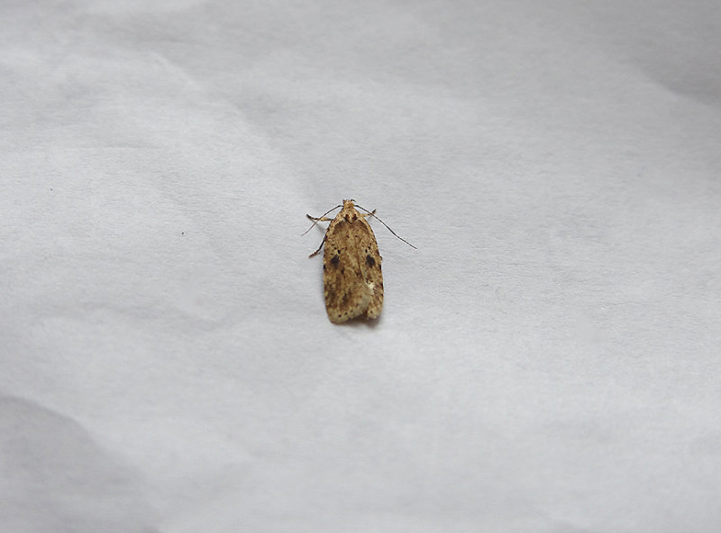 BRINDLED FLAT-BODY (Agonopterix arenella ) . TOPSHAM . DEVON . 3 . 8 . 2018.JPG