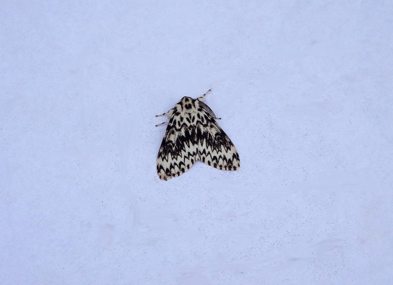 BLACK ARCHES ( Lymantria monacha ) . TOPSHAM . DEVON . 3 . 8 . 2018