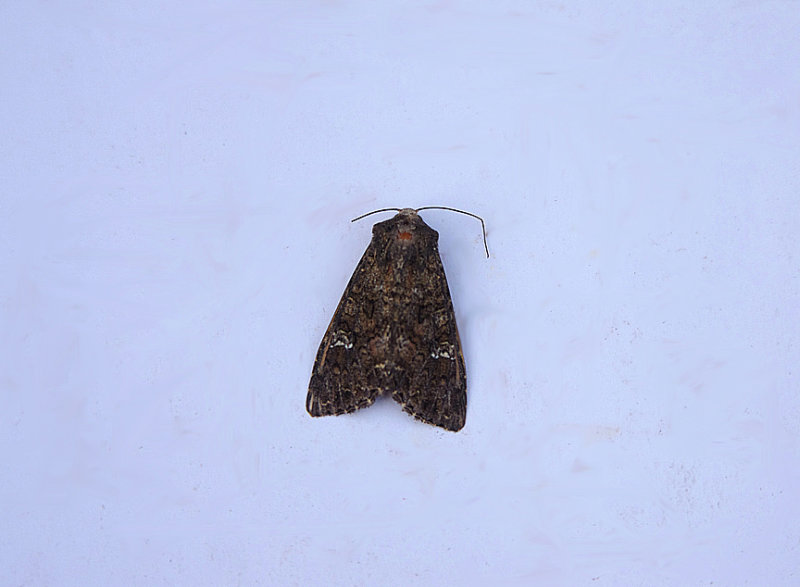 CABBAGE MOTH ( Mamestra brassicae ) , TOPSHAM , DEVON , 7 , 8 , 2018