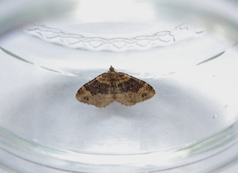 DARK BARRED TWIN-SPOT CARPET ( Xanthorhoe ferrugata ) . TOPSHAM . DEVON . 14 . 8 . 2018.JPG
