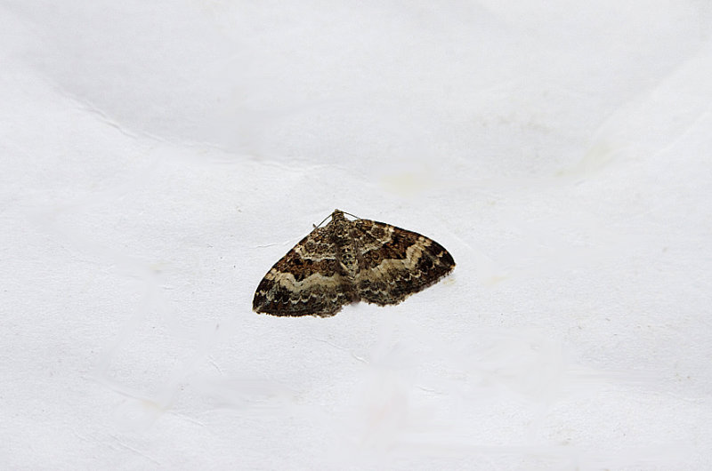 COMMON CARPET ( Epirrhoe alternata alternata ) . TOPSHAM . DEVON . 16 . 8 . 2918.JPG