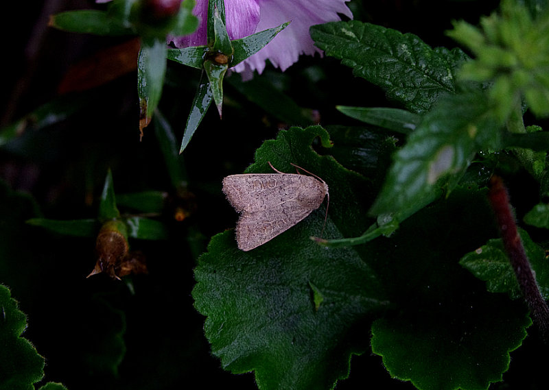 VINE`S RUSTIC ( Hoplodrina ambigua ) . TOPSHAM . DEVON . 16 . 8 . 2018.JPG