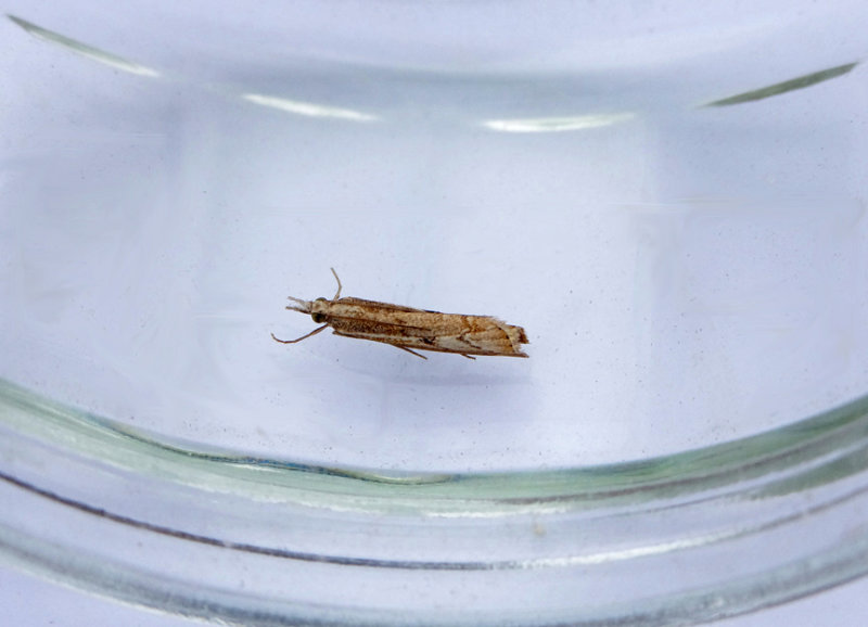 ELBOW-STRIPE GRASS-VENEER ( Agriphila geniculea ) . TOPSHAM . DEVON . 15 . 8 . 2018