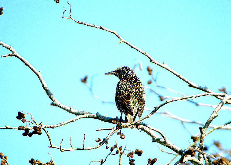 COMMON STARLING . BOWLING GREEN MARSH . TOPSHAM . DEVON . 27 / 9 / 2018