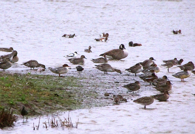 GOOSANDER . BOWLING GREEN MARSH . TOPSHAM . DEVON . 12 / 10 / 2018