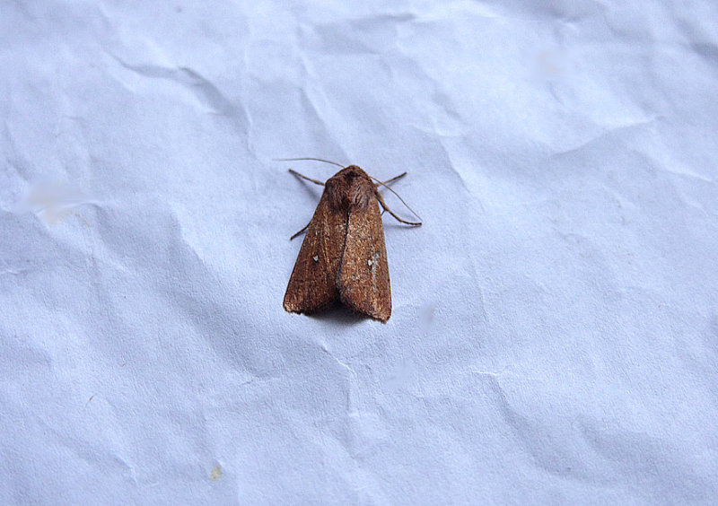 WHITE POINT ( Mythimna albipuncta ) . TOPSHAM . DEVON . 14 . 10 . 2018