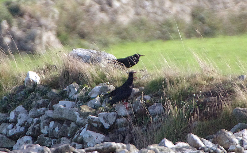 RED-BILLED CHOUGH . PENDEEN POINT . CORNWALL . 16 . 10 . 2018