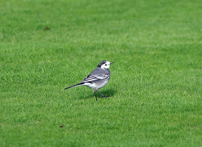 WHITE WAGTAIL . TOPSHAM BOWLES CLUB . DEVON . ENGLAND . 28 . 10 . 2018