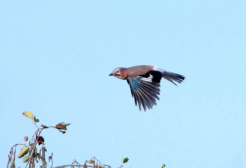 EURASIAN JAY , BOWLING GREEN MARSH , TOPSHAM , DEVON , 13 , 11 , 2018