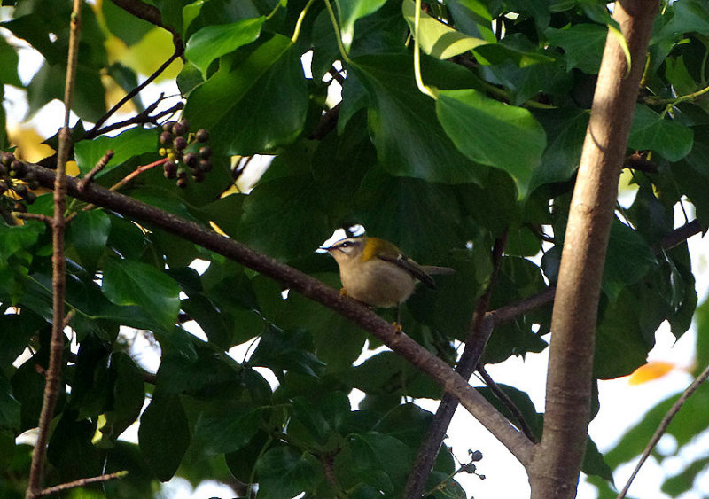 FIRECREST . BERRY HEAD . DEVON . 26 / 11 / 2018