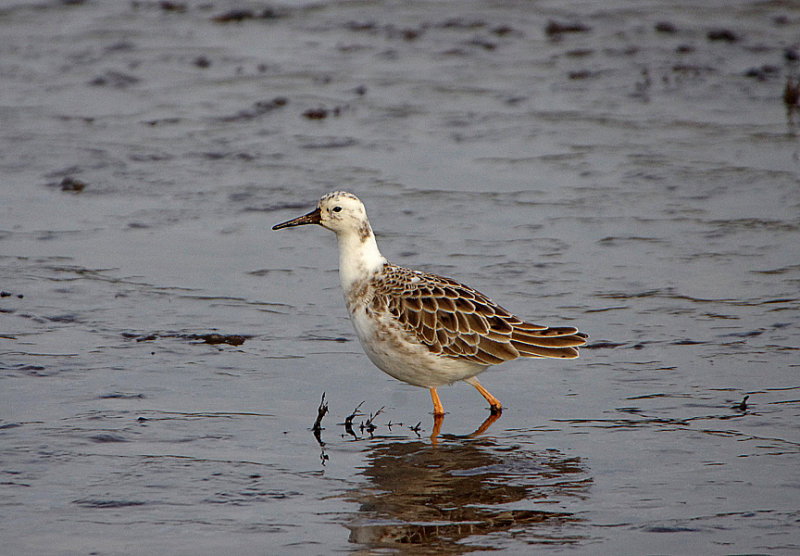 RUFF . LODMOOR . WEYMOUTH . DORSET . ENGLAND . 3 . 1 . 2018