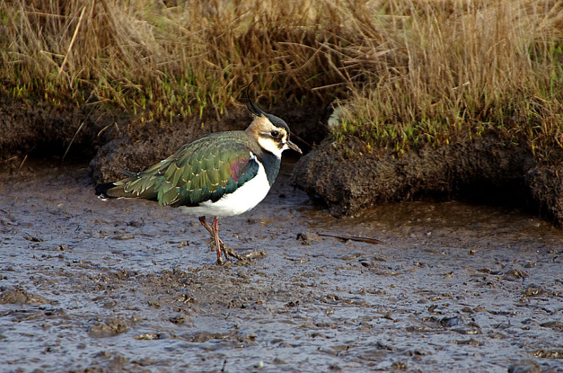 LAPWING . LODMOOR . DORSET . ENGLAND . 3 . 1 . 2018