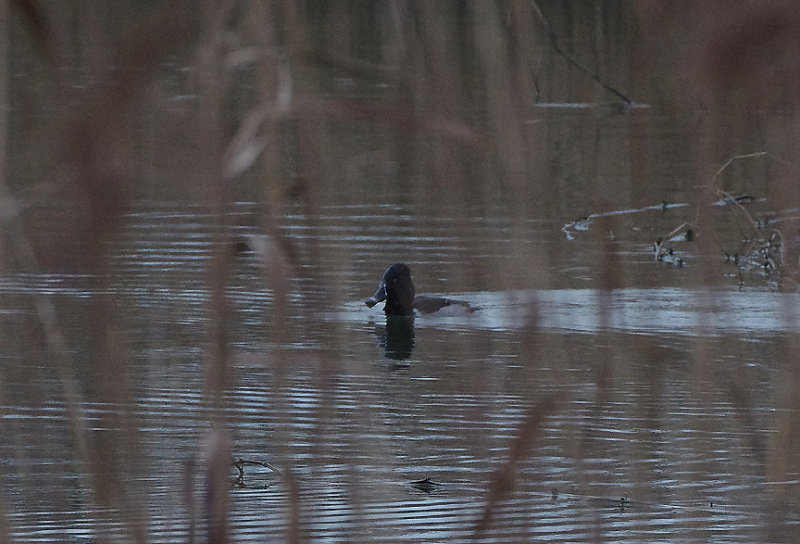 RING-NECKED DOCK . RADIPOLL LAKE . WEYMOUTH . DORSET . ENGLAND . 3 . 1 . 2018