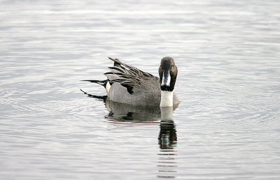 NORTHERN PINTAIL , BOWLING GREEN MARSH , TOPSHAM , DEVON , ENGLAND . 20 , 2 , 2017