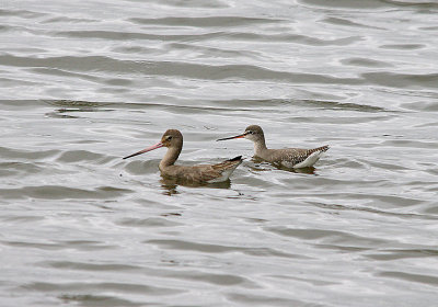 BLACK-TAILED GODWIT & SPOTTED REDSHANK . HOLES BAY . POOLE HARBOUR . DORSET . 21 . 2 . 2017