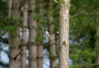 GREAT GREY SHRIKE . WAREHAM COMMON . DORSET . 21 . 2 . 2017