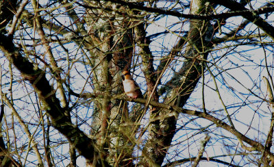 HAWFINCH . PARKEND . GLOUCESTERSHIRE . ENGLAND . 24 . 2 . 2017