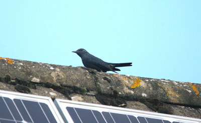 BLUE ROCK THRUSH , STOW ON THE WOLD , GLOUCESTERSHIRE , 24 , 2 , 2017