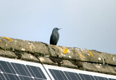 BLUE ROCK THRUSH . STOW ON THE WOLD . GLOUCESTERSHIRE . 24 . 2 . 2017