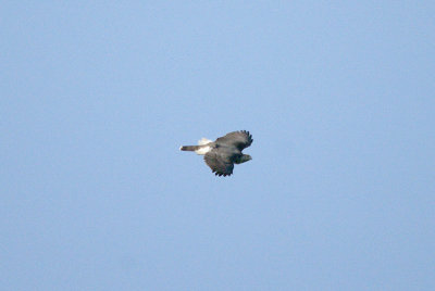 NORTHERN GOSHAWK . NORTH WOOD . DEVON . ENGLAND . 2 . 3 . 2017