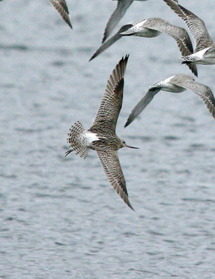Bar-Tailed Godwit . Limosa lapponica