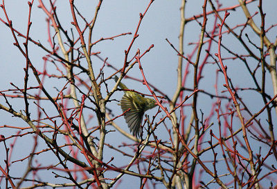 YELLOW BROWED WARBLER . THE TOPSHAM RECREATION GROUND . DEVON . 4 . 3 . 2017
