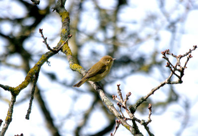 COMMON CHIFFCHAFF . THE EXMINSTER MARSHES . DEVON . 9 . 3 . 2017