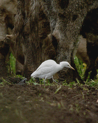 CATTLE EGRET , TEIGNGRACE , DEVON , ENGLAND . 10 , 3 , 2017