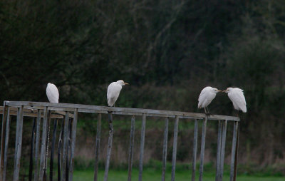 CATTLE EGRET . TEIGNGRACE . DEVON . ENGLAND . 10 . 3 . 2017