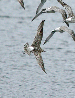 BAR-TAILED GODWIT ( Limosa lapponica ) . BOWLING GREEN MARSH . TOPSHAM . DEVON . 3 . 3 . 2017