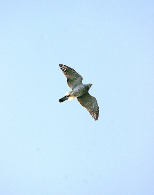 GOSHAWK . NORTH WOOD ( Accipiter gentilis ). DEVON . 2 . 3 . 2017