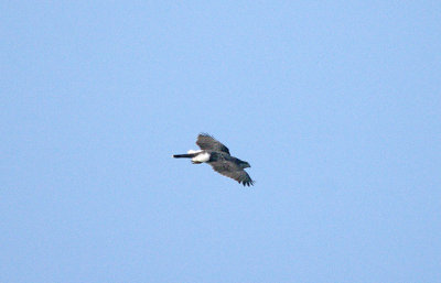 GOSHAWK ( Accipiter gentilis ) , NORTH WOOD , DEVON , 2 , 3 , 2017