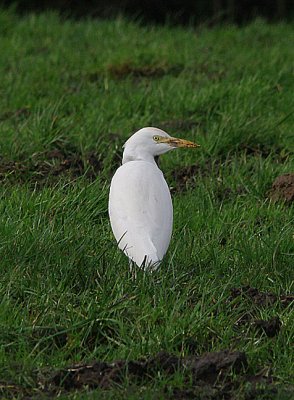 CATTLE EGRET ( Bubulcus ibis ) . TEIGNGRACE . DEVON . 2 . 2 . 2017